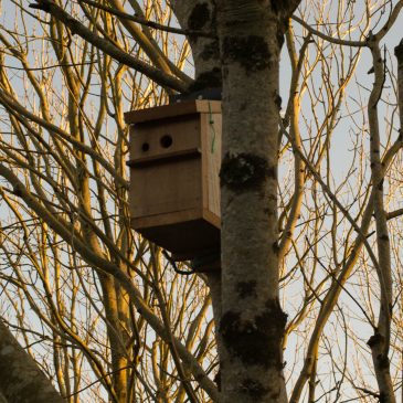 How to make a bird box and other thoughts.