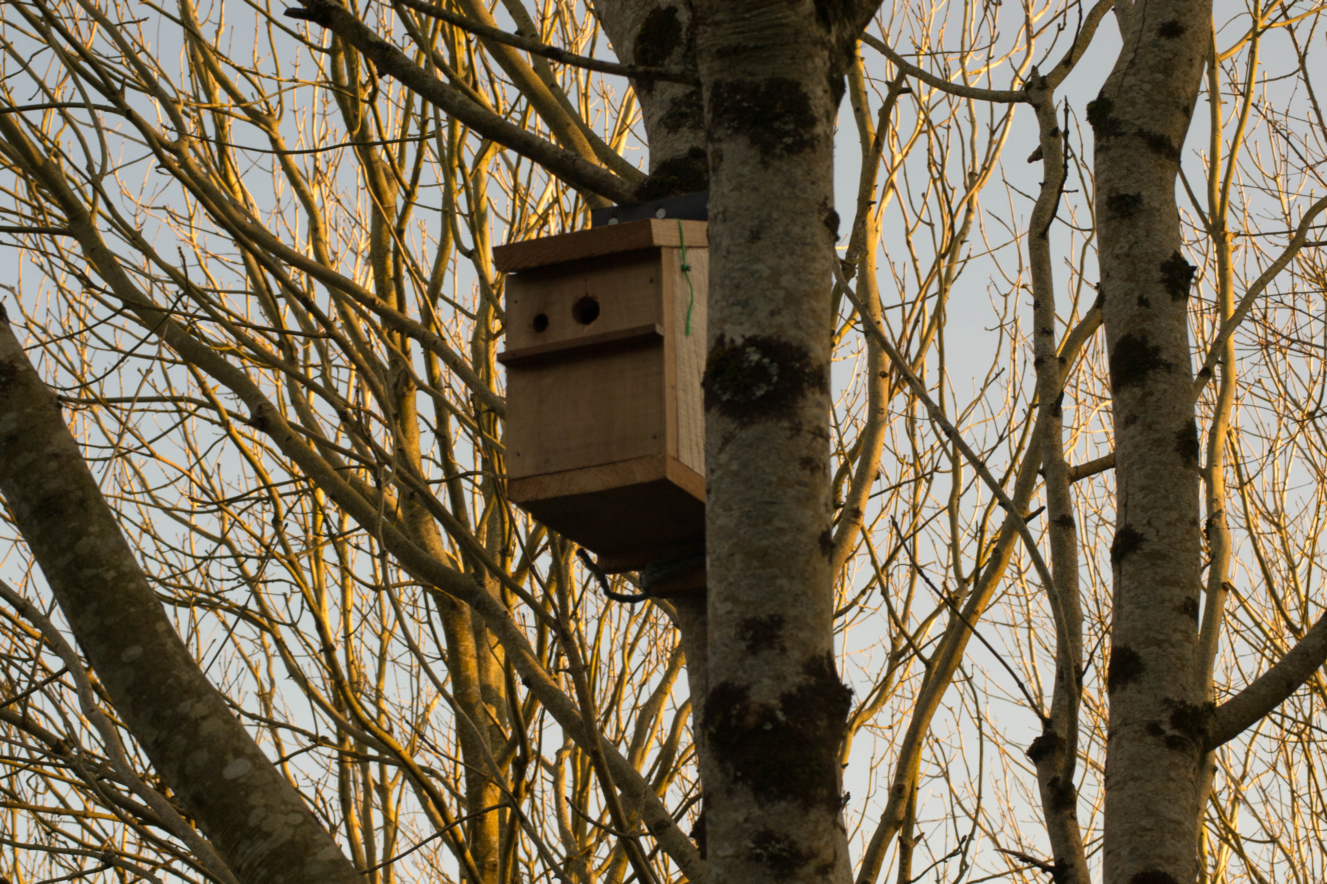 Picture of bird box in the trees