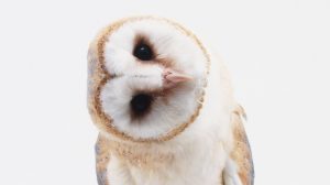 Owl with head on side 
